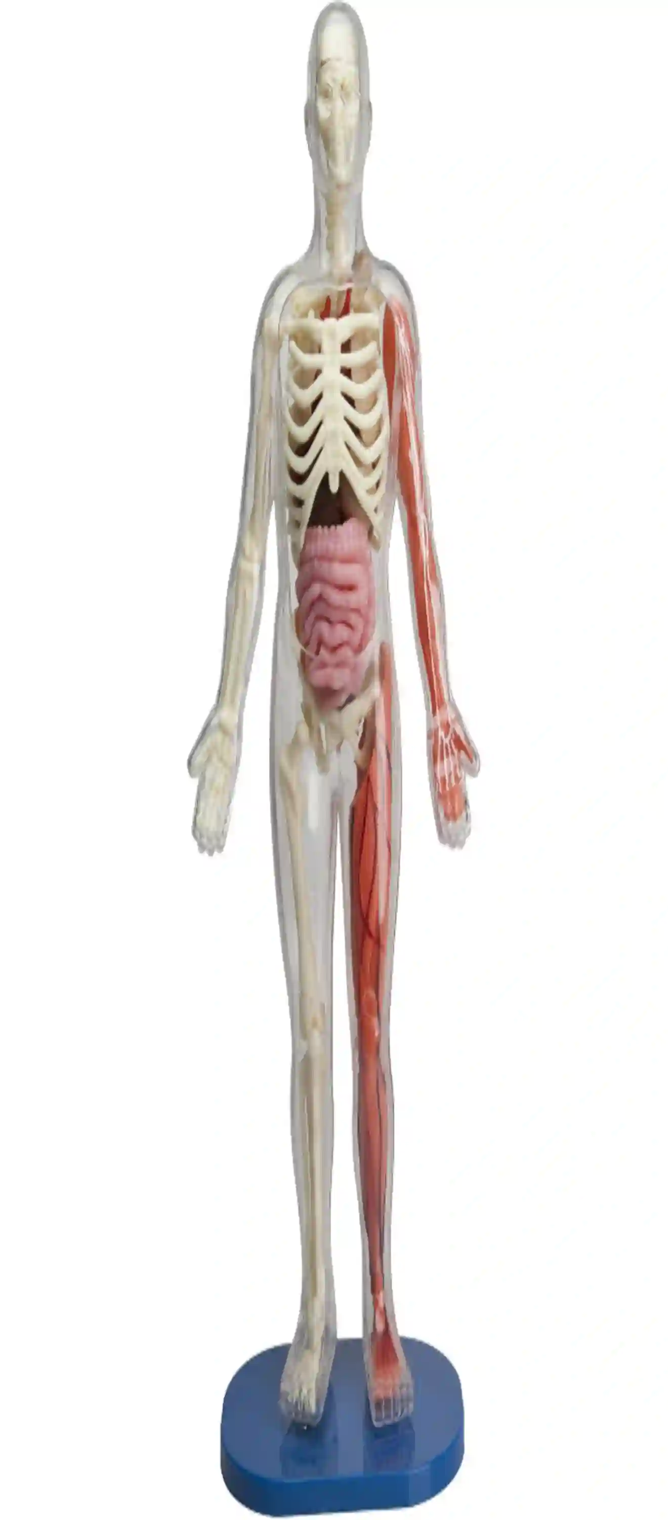 SmartLab Toys Squishy Human Body Set with Removable Parts and Anatomy Book