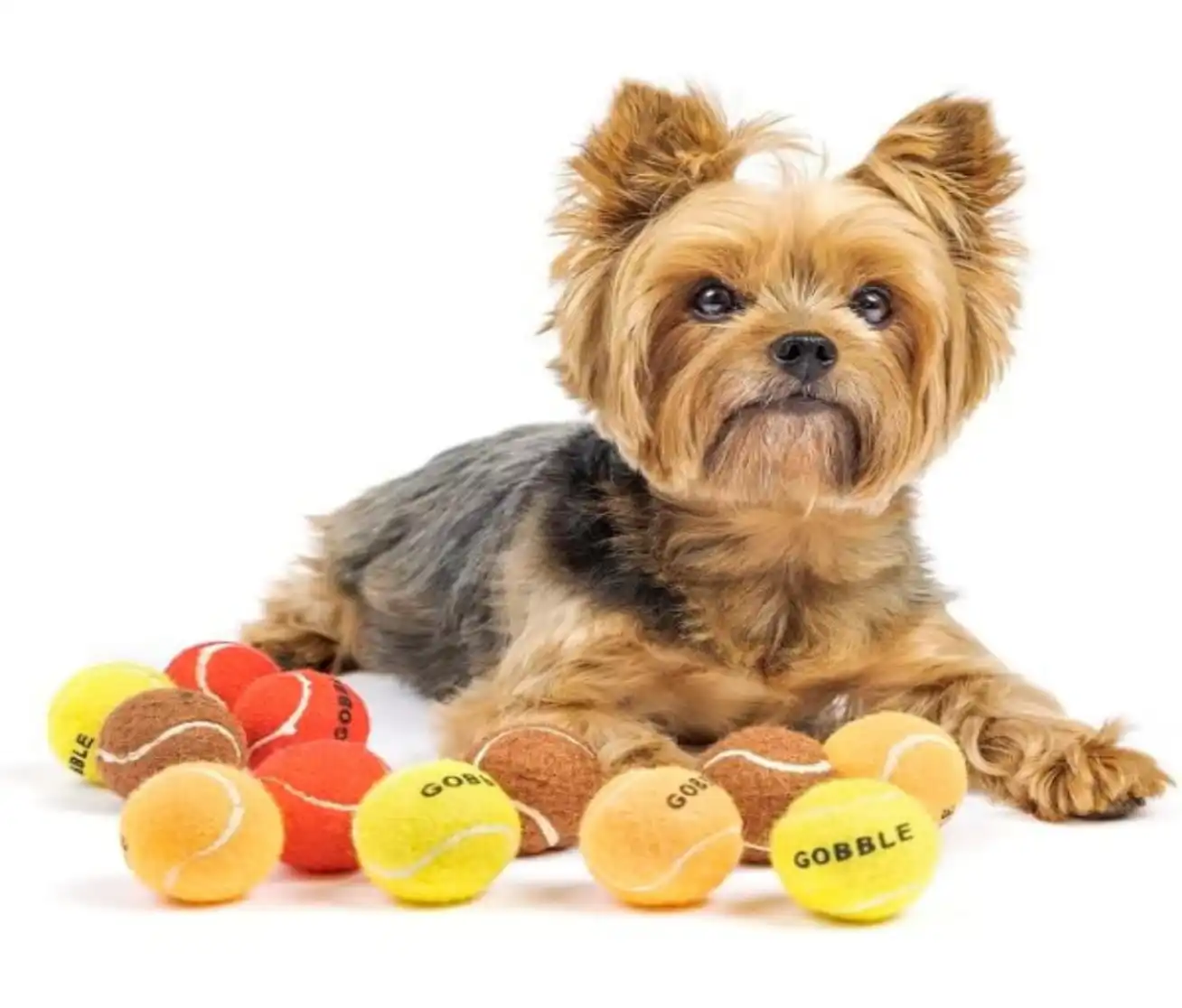 Midlee Thanksgiving Gobble Dog Tennis Ball Toy Mini Set of 12